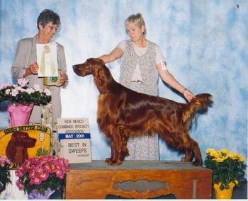 At Foster's first show weekend in New Mexico, he went Best In Sweeps under Judge Shirley Farrington, Shawnee.