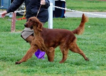 Larkin is shown at the Irish Setter Club of Central California. She, like all that litter, are beautiful moving dogs and very sound on the up and back.
