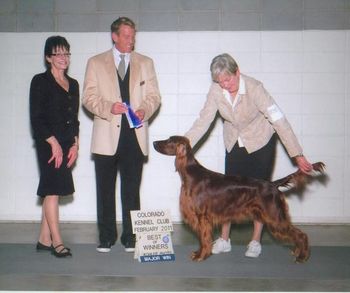 Larkin shown going Best of Winner at the large CKC show in Colorado the weekend after Westminster.
