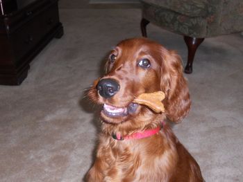 Gus definitely enjoying that chew bone!
