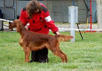 Akha, meaning red in Japanese, is shown by her owner-handler Sarah at the Irish Setter Club of Central California. Both novices, they are really getting their "act together". Job well done!!
