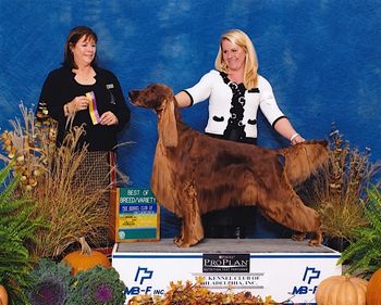 Shown going Best of Breed at the National Dog Show in Philadelphia.
