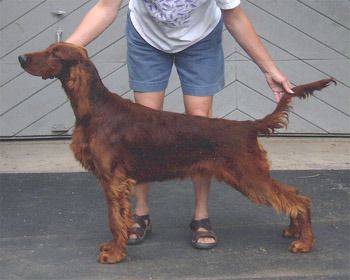 Izzie at 7 months before she ever set foot in the show ring. Her first show she was Best Puppy, and it only got better.
