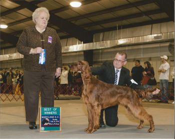 Cian  at the second show in MD.....2 more pts.  He also has his UKC Championship.  Such a pretty boy.
