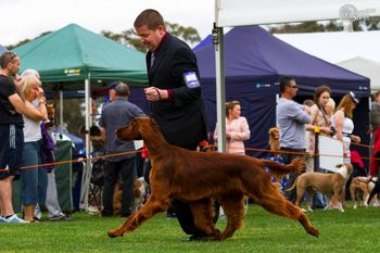 Rafa moving at his first show. He is sired by Hutch out of Clooney's sister Diva.
