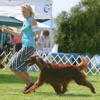 On her way to going Best of Breed at the Irish Setter Club of Colorado Specialty.
