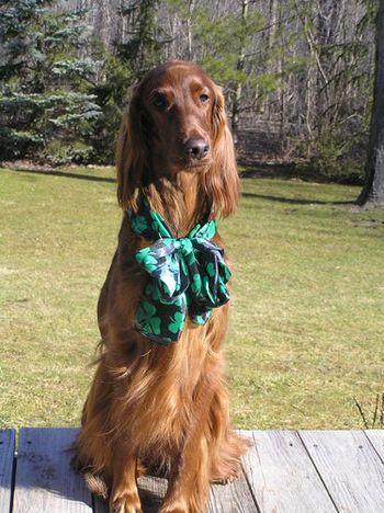 What else would any self respecting Irish Setter do for St. Patty's Day!
