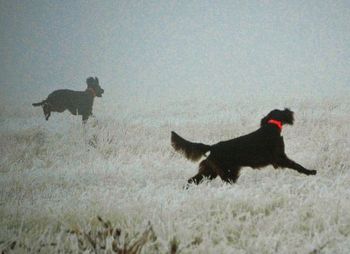 Such a cold, snowy, foggy day for training. The dogs (Margaux and Bode) had a ball...so did we!
