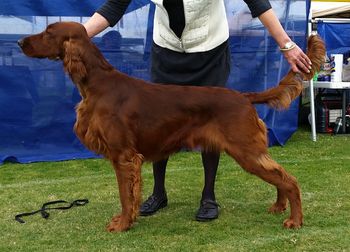 Carson took a 5 pt. Best of Winners and Best Puppy at the Irish Setter Club of California Specialty show in  Jan.
