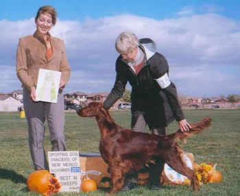 Shown going Best In Sweeps at the Sporting Dog Shows in New Mexico. She also won a very tough Bred By Exhibitor class, and the next day Reserve Winner Bitch to her sister Coco....way to go girls!!!!
