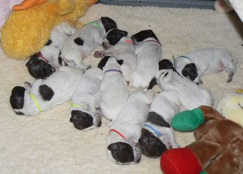 Puppies after a good feeding day 10 Green Boy day 10
Save  Cancel 
