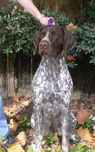 Gunner 11 months Show Pointed-BOS in Sweeps Gunner's page
