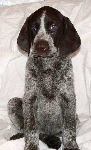 Fern at 8 weeks old View Web Page | View Online Photo Album
