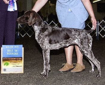 Nikki back to back majors owner handled. 11 points in 4 weekends of showing. 12 months old. Nikki's page
