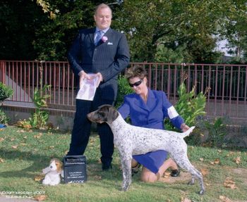Dixee at the California GSPC Of California SS taking BOS in Sweeps in tough competition with an entry of 19 puppies. Dixee was handled by my friend Linda Hof and she did a great job. Sister Kona was BOS the previous day!

