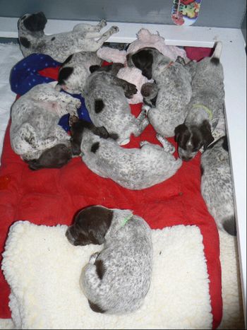 Pups after chowing down day 25
