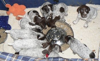 Pups chowing on a solid meal 5 weeks old

