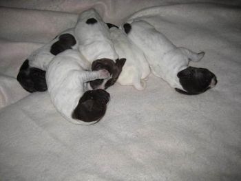 Babies on Day 4 ~ Tails docked

