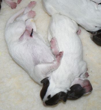 2 girl pups day 1
