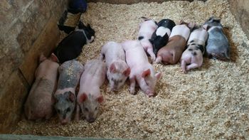 Our litter of show pigs
