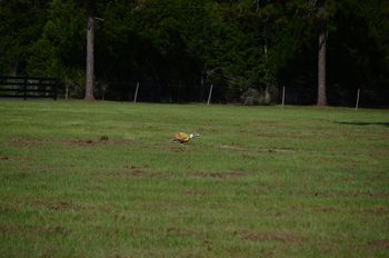 Robin Barry's whippet tearing up the field!
