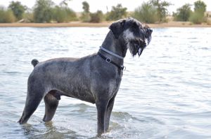 Hannover's Ro Argon at home in Dubai