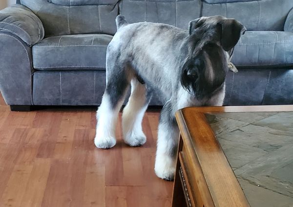 Handsome Arlo