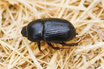 Black beetle
