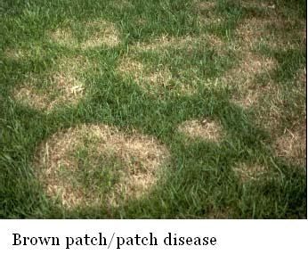 Fungal disease Brown patch or "Dollar" spot
