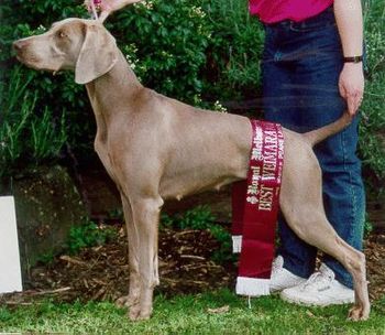 Jazz's great win - 1993 1st Junior Bitch at Royal Melbourne Show - 13 entries in class
