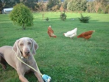MILO Marland Carbon Replay with his chicken friends!
