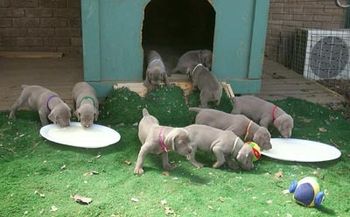 29 days - meal time for D litter
