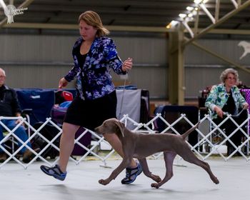 22 September 2013 - Becker's first Specialty show 1st Baby Puppy Dog
