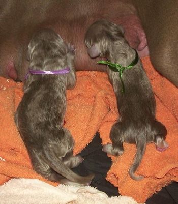 new borns feeding - Weimaraners are born with distinctive strips which fade over the first week
