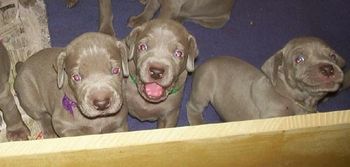 CHEEKY PUPS ... Coco far right went on to be an  Australian Champion ... what a grin!
