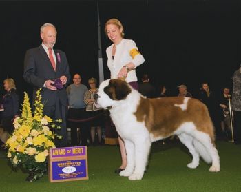 Puppies Sire Hudson winning award of merit at Westminster 2018
