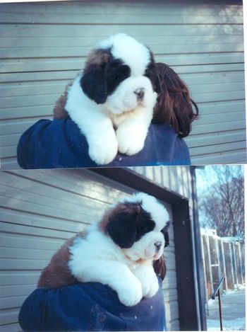 Quest as a puppy
