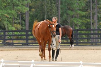 Godiva at Hanoverian Inspection - 10/10
