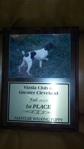 Rosie Won 1st Place at Amateur Walking Puppy
