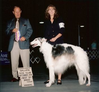 Czar - Best of Breed at the Gallatin Dog Show 2008
