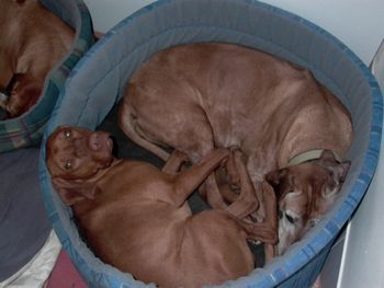 snuggly with 'that' Vizsla
