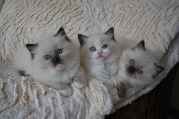 Seal Point,Mitted and Bicolor Sisters above
