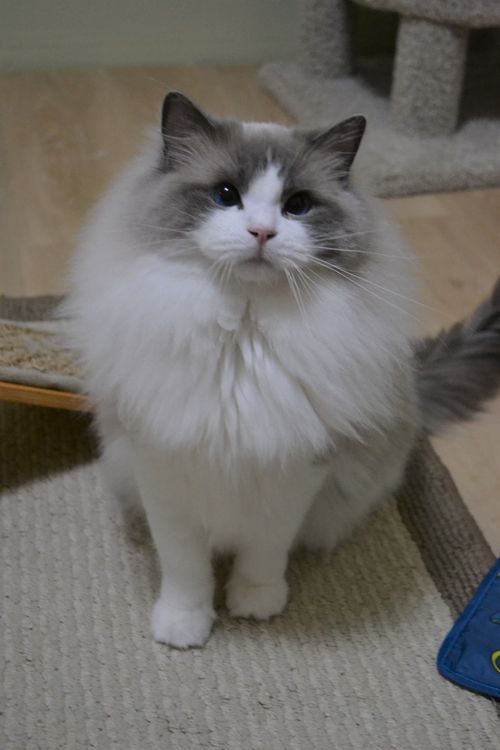 Blue Bicolor,Ragdoll Cat,Toronto Ontario,London Ontario,Michigan USA,Quality Ragdoll Cats,