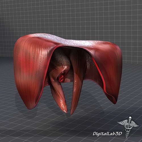 human-diaphragm-3d-model