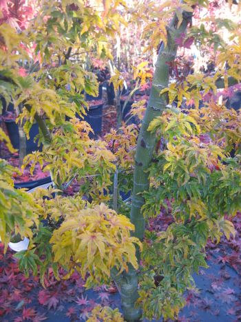 Acer palmatum Mejishi-Fall
