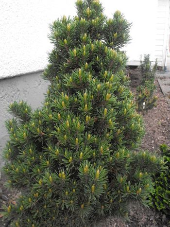 Pinus aristata Sherwood Compacta
