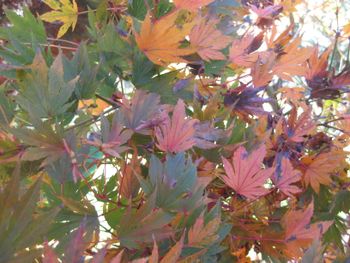 Acer palmatum Mimaye-Fall

