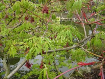 Acer japonicum Green Cascade -spring
