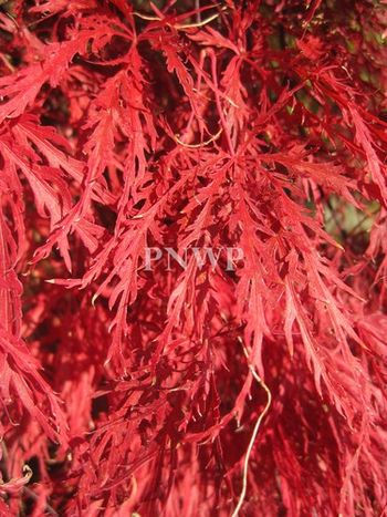 Acer palmatum dissectum Red Lace-fall
