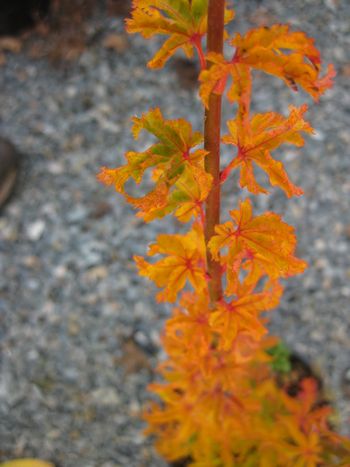 Acer palmatum Shishigashira-Fall
